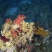 coral_soft_smn_si_v_0073_egy3993.jpg